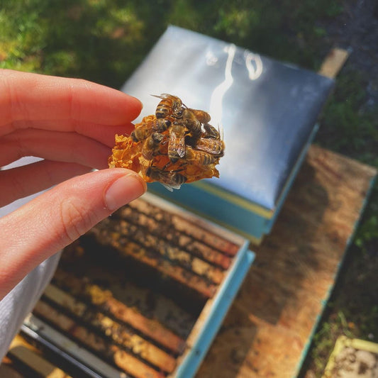 A hand holds a piece of honeycomb with a number of bees on it directly over an open hive. The open hive has some frames pulled out of the center and out of focus bees can be seen on the tops of the ten frame box. Another closed hive can be seen next to the other hive. Both hives are sitting on a piece of plywood.