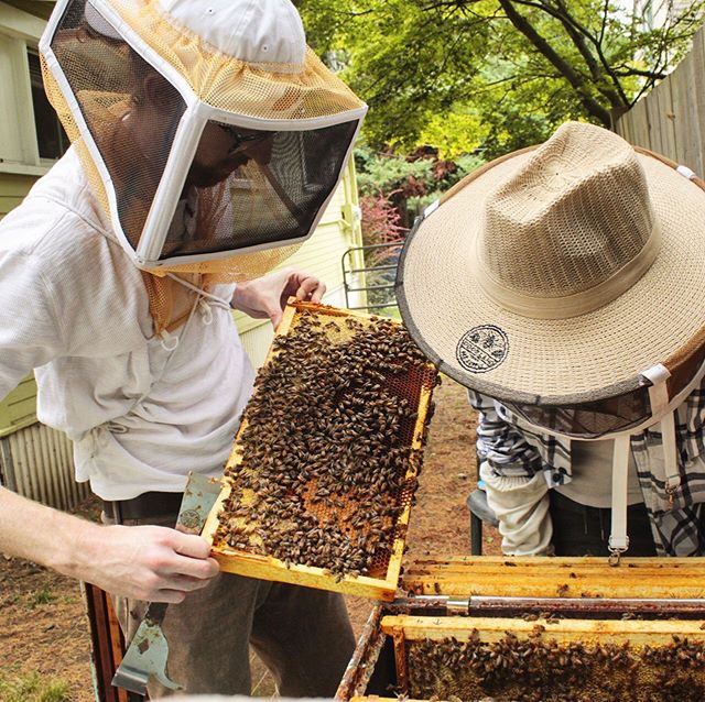 A beekeeper provides mentorship and coaching to a beginner beekeeper. The beginner beekeeper is closely inspecting the frame that the instructor is holding. The instructor has a hive tool in his right hand and is holding the frame on a diagonal with both hands. The frame is covered in honey bees and some capped brood can be seen in the bottom right of the frame. The beekeepers are standing around an open hive, and other frames with bees on them are visible inside.