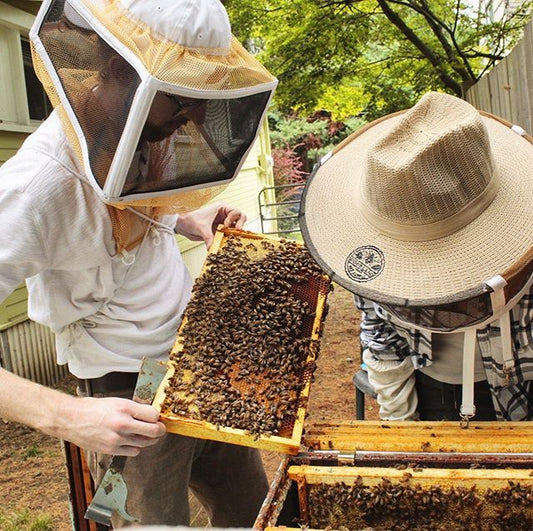 A beekeeper provides mentorship and coaching to a beginner beekeeper. The beginner beekeeper is closely inspecting the frame that the instructor is holding. The instructor has a hive tool in his right hand and is holding the frame on a diagonal with both hands. The frame is covered in honey bees and some capped brood can be seen in the bottom right of the frame. The beekeepers are standing around an open hive, and other frames with bees on them are visible inside.