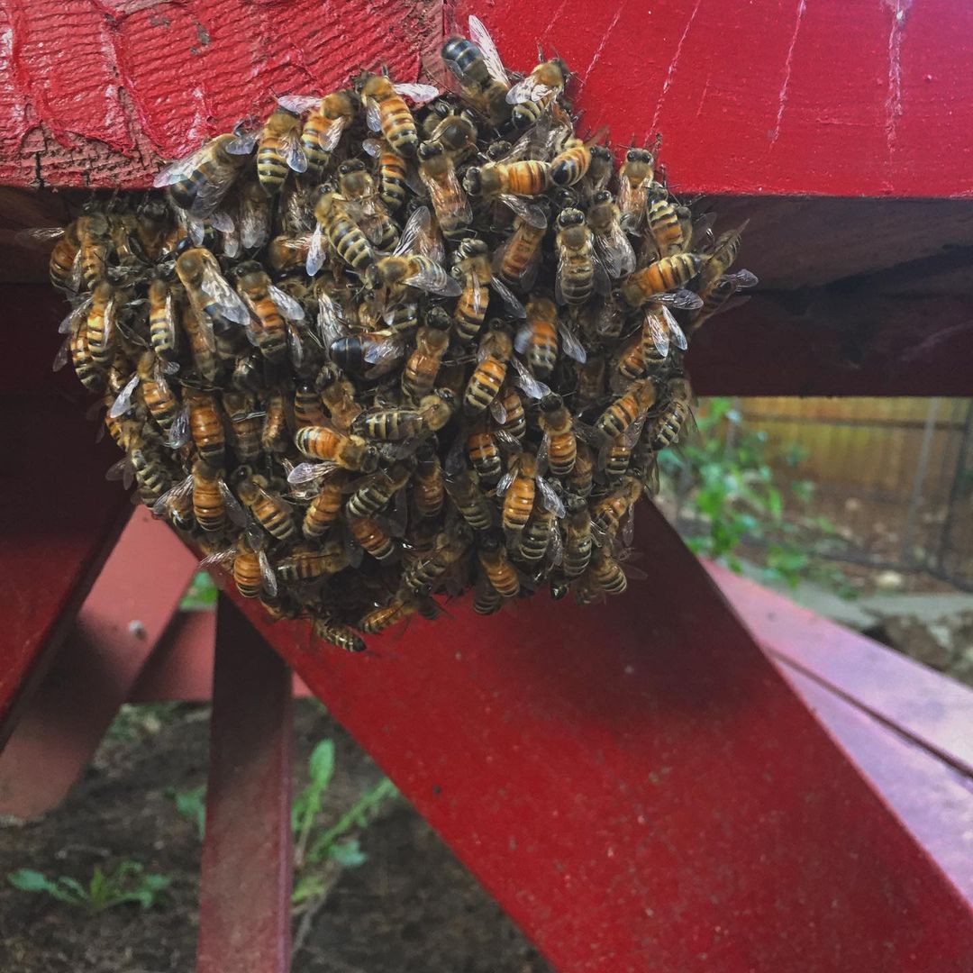 Swashed Bees Washington State Beekeepers out of the Puget Sound/Greater Seattle Area ...
